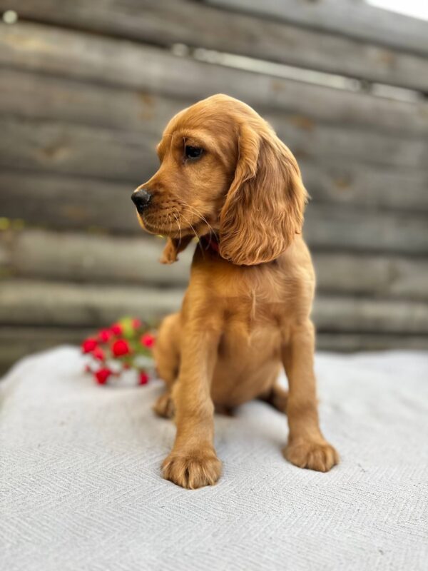 Vivier English Cocker Spaniel Vivier English Cocker Spaniel