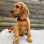 Vivier-male-English-Cocker-Spaniel-puppy-for-sale- (4)