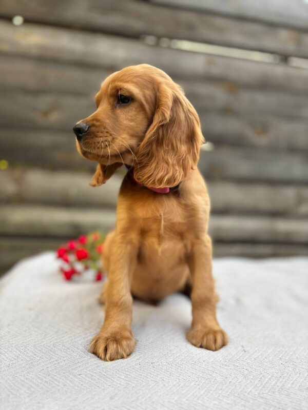 Vivier English Cocker Spaniel Vivier English Cocker Spaniel