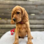 Vivier-male-English-Cocker-Spaniel-puppy-for-sale- (5)