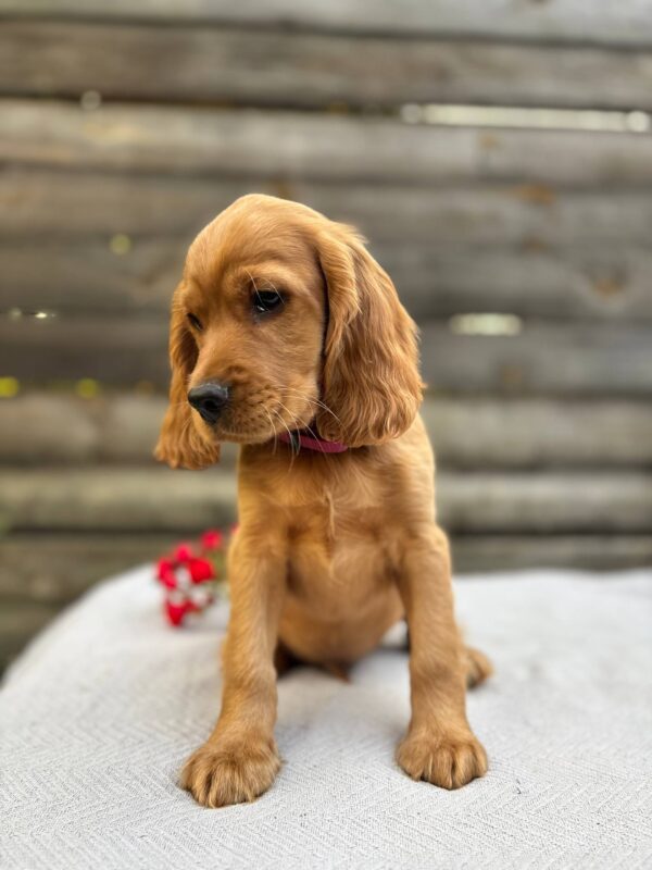 Vivier English Cocker Spaniel Vivier English Cocker Spaniel