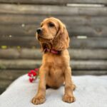 Vivier-male-English-Cocker-Spaniel-puppy-for-sale- (6)