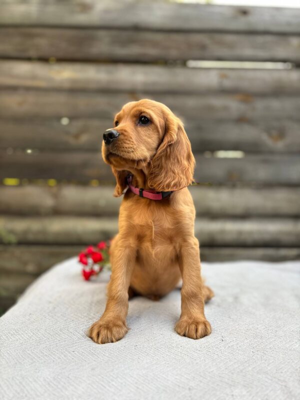 Vivier English Cocker Spaniel Vivier English Cocker Spaniel