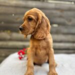 Vivier-male-English-Cocker-Spaniel-puppy-for-sale- (7)