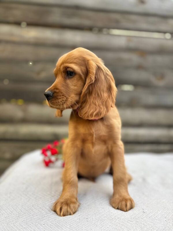 Vivier English Cocker Spaniel Vivier English Cocker Spaniel