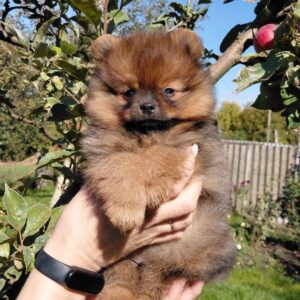 Vizeris Pomeranian Vizeris Pomeranian