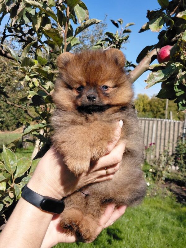 Vizeris Pomeranian Vizeris Pomeranian