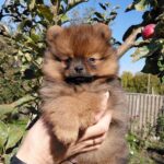 Vizeris-male-Pomeranian puppy-for-sale- (2)