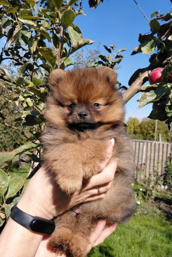 Vizeris Pomeranian Vizeris Pomeranian