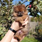 Vizeris-male-Pomeranian puppy-for-sale- (3)