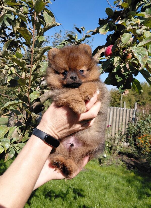 Vizeris Pomeranian Vizeris Pomeranian