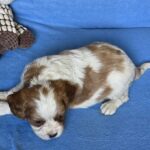 Wacker-male-Cavalier-King-Charles-Spaniel-puppy-for-sale-1 (1)
