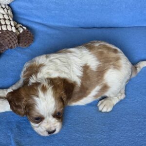 Wacker Cavalier King Charles Spaniel Wacker Cavalier King Charles Spaniel