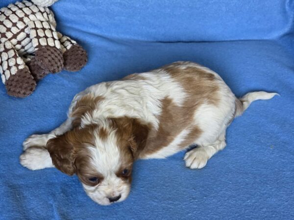 Wacker Cavalier King Charles Spaniel Wacker Cavalier King Charles Spaniel