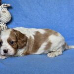 Wacker-male-Cavalier-King-Charles-Spaniel-puppy-for-sale-1 (2)