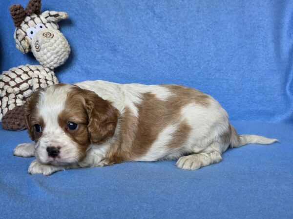 Wacker Cavalier King Charles Spaniel Wacker Cavalier King Charles Spaniel