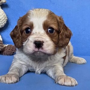 Wacker Cavalier King Charles Spaniel Wacker Cavalier King Charles Spaniel
