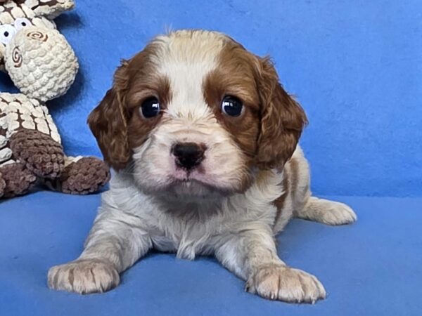 Wacker Cavalier King Charles Spaniel Wacker Cavalier King Charles Spaniel