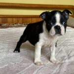 Walter-male-Boston-female-puppy-for-sale- (1)