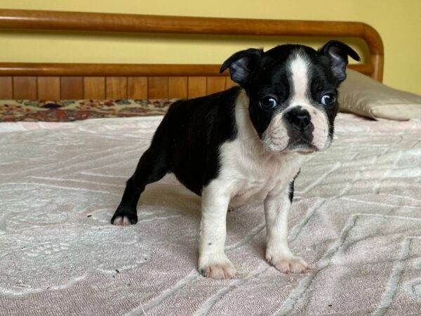 Walter Boston Terrier Walter Boston Terrier