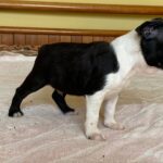 Walter-male-Boston-female-puppy-for-sale- (2)