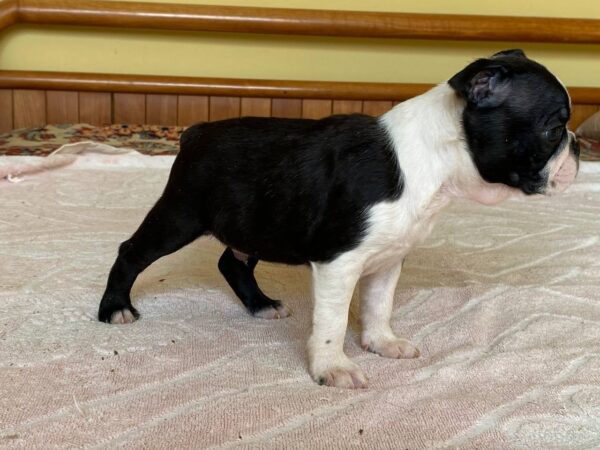 Walter Boston Terrier Walter Boston Terrier