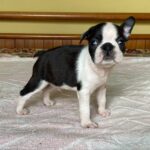 Wesley-male-Boston-female-puppy-for-sale-1
