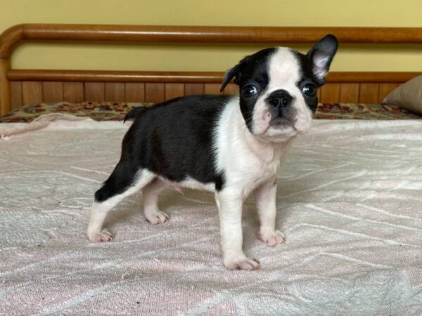 Wesley Boston Terrier Wesley Boston Terrier