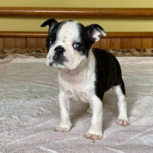 Willow Boston Terrier Willow Boston Terrier