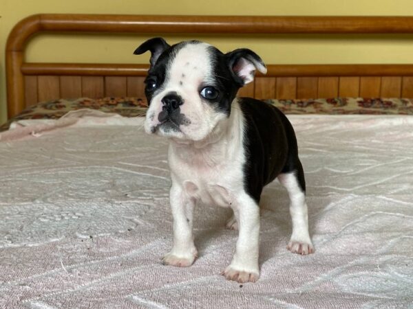 Willow Boston Terrier Willow Boston Terrier