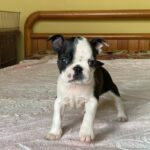 Willow-female-Boston-female-puppy-for-sale- (2)