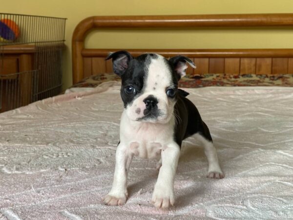 Willow Boston Terrier Willow Boston Terrier