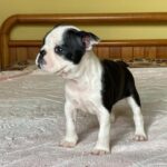 Willow-female-Boston-female-puppy-for-sale- (4)
