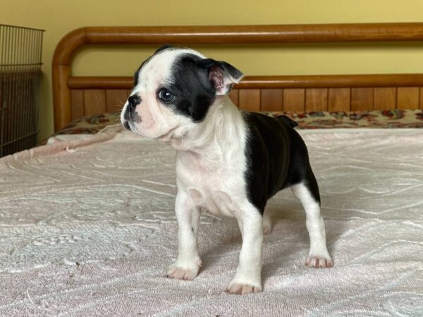 Willow Boston Terrier Willow Boston Terrier