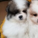 Yanister-male-Pomeranian-puppy-for-sale- (1)