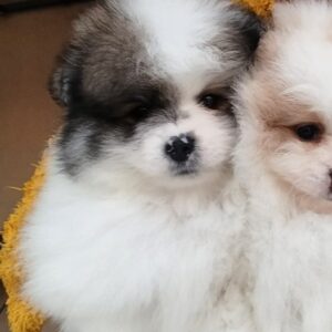 Yanister Pomeranian Yanister Pomeranian