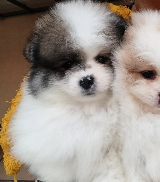 Yanister Pomeranian Yanister Pomeranian