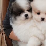 Yanister-male-Pomeranian-puppy-for-sale- (2)