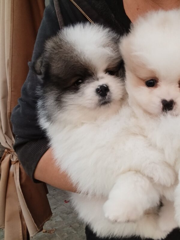 Yanister Pomeranian Yanister Pomeranian