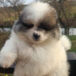 Yanister-male-Pomeranian-puppy-for-sale- (3)