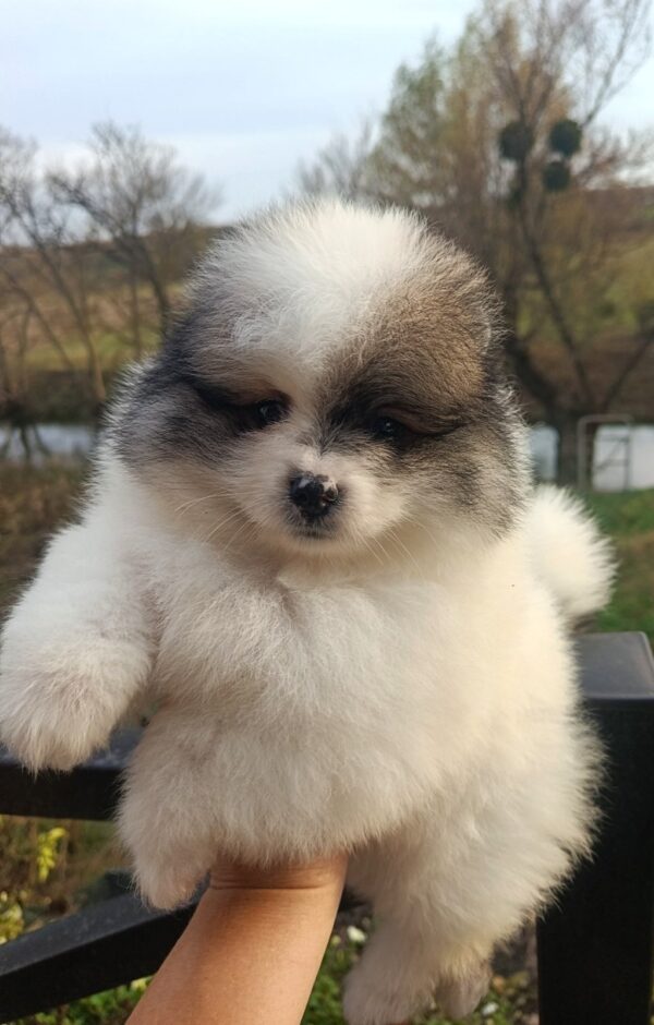 Yanister Pomeranian Yanister Pomeranian