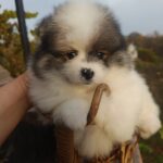 Yanister-male-Pomeranian-puppy-for-sale- (4)