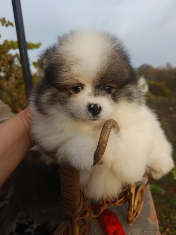 Yanister Pomeranian Yanister Pomeranian