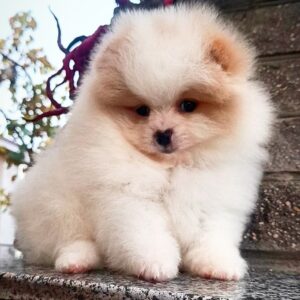Yuki Pomeranian Yuki Pomeranian