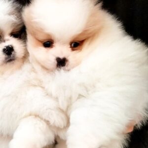 Yuki Pomeranian Yuki Pomeranian