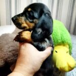 Yvette-Female-Miniature-Dachshund-puppy-for-sale (1)