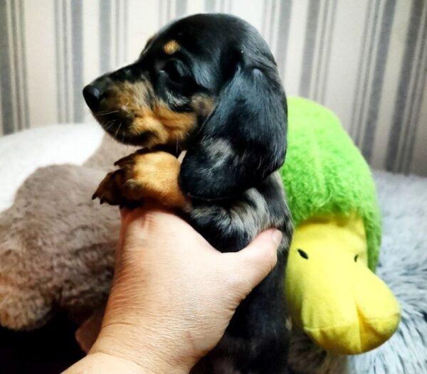 Yvette Miniature Dachshund Yvette Miniature Dachshund