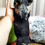 Yvette-Female-Miniature-Dachshund-puppy-for-sale (2)