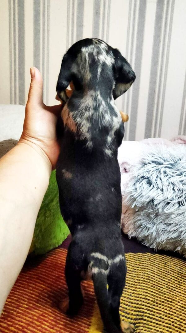Yvette Miniature Dachshund Yvette Miniature Dachshund