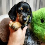 Yvette-Female-Miniature-Dachshund-puppy-for-sale (3)